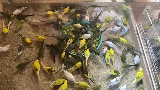 DEWORMING THE PARAKEETS