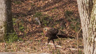 Real WILD TURKEY HEN Calling Footage