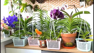 Мои Орхидеи; Ванды, аскоценды, аскоцентрумы, мокары, ринхостилисы, ренантеры, обзор, уход, цветение