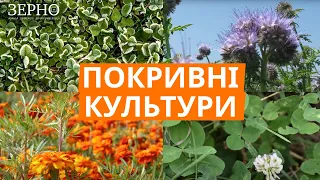 Сидерати та покривні культури │ Практична інформація