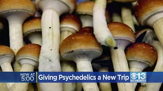 UC Davis research gives psychedelics a new trip