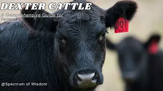 Dexter Cattle: A Comprehensive Guide for Farmers