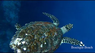 16.05.24 - Kudima Wreck, Kahambu Giri & Dhigurah Arches - South Ari Atoll - Maldives.