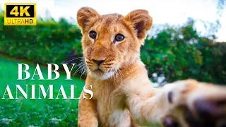 Young Wild Animals With Relaxing Music, Music For Those Who Need To Relax, Baby Animals 4K