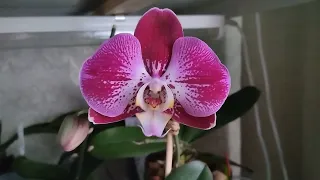 Расцветают орхидеи - уценка.