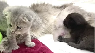 Mama cat feeds an adopted kitten, and her siblings lick her