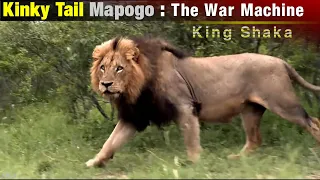 Kinky Tail | The Fearless Warrior of The Mapogo Lions | Lions of Sabi Sands