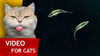 Cat Games - Tuna fish in dark water (Slow fish video for old Cats) 4K