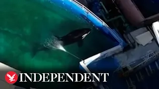 Aerial footage reveals orca in tiny pool just metres from ocean