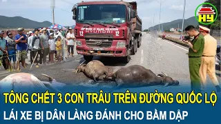 Tông chết 3 con trâu trên đường: Lái xe bị dân làng đánh cho bầm dập, bắt bồi thường cả trăm triệu