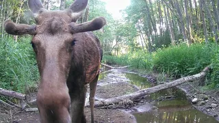 Deep Forest Cam [5] #wolf #moose #wildboar #deer  #martens