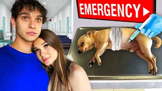 We Rushed Our Dog to the Hospital