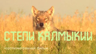 Nature of Russia. Republic of Kalmykia. Steppe animals. Reserve "Black Lands".