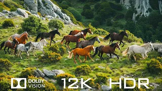 Around The Animal World In Dolby Vision 12K HDR 60fps - Relaxing Piano Music