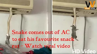 Snake comes out of AC to eat his favourite snack rat | Viral Vital