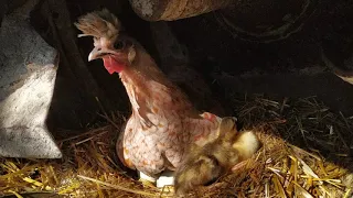 Chicken Hatch Ducklings | Chicken Raise Ducklings | Can Chicken Hatch Ducks?