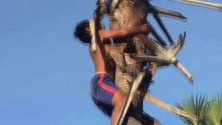 Удивительные дети увидели змею на пальму | Как поймать змея на пальму