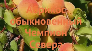 Абрикос обыкновенный Чемпион Севера 🌿 обзор: как сажать, саженцы, крупномеры абрикоса Чемпион Севера