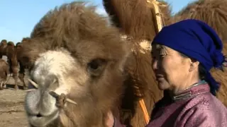 Coaxing ritual for camels