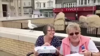 Seagull Steals Woman's Chicken