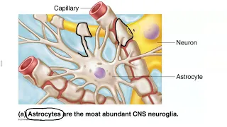 Neuroglial Cells