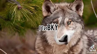 МУДРОСТЬ ВОЛКА🐺 #shorts