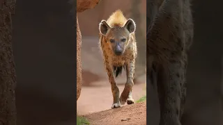 hyena sound