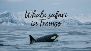 Whale safari in Tromsø with Arctic Expedition