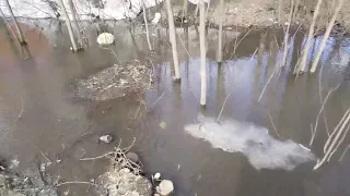 Интерференция поверхностных волн в луже