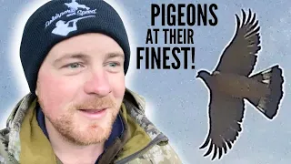 Best Pigeon Shots Ever!! | Driven Wood Pigeons | Eley Hawk Zenith cartridges are Awesome!