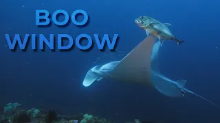 Boo Window. Raja Ampat Dive site.