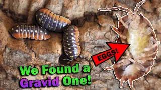 Meet All of Our Isopods!