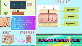 ANATOMI DAN BAGIAN KULIT MANUSIA