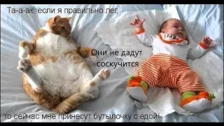 Подборка фото приколов, смешные и позитивные коты / Selection of photo of laid up, funny and positiv