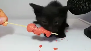 Kitten Eating Sausage With Doom Music