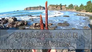 Strange Creatures and Odd Finds at Mill Beach Low Tide in Brookings Oregon - PNW Exploration 2023