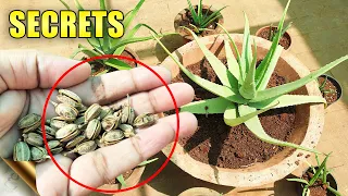 ALOE VERA PLANTS SECRETS, CARE TIPS, Do’s & Don’ts | Automatic Propagation