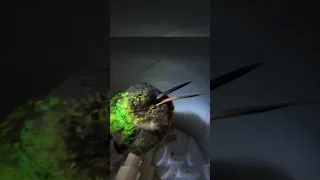 Snoring hummingbird in Peru. 🚀