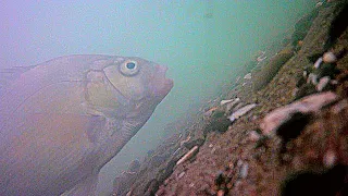 Underwater SURF PERCH Fishing | California Coast