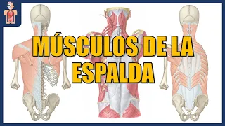 ANATOMÍA - MÚSCULOS DE LA ESPALDA