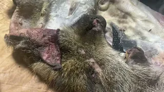 実験考古学イノシシ🐗皮なめし