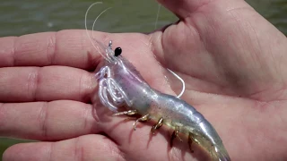 How to Use Soft Plastic Shrimp