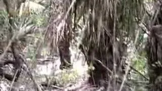 BIG FOOT sighting in Land O' Lakes, FL