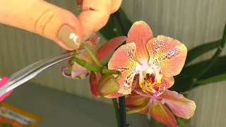 How to grow orchid roots / How to grow roots before planting in the soil. DISASSEMBLE LECO FANTASTIC