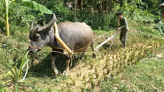 Making manual plows by hand, Using buffalo to pull the plow - Kong builds a new life