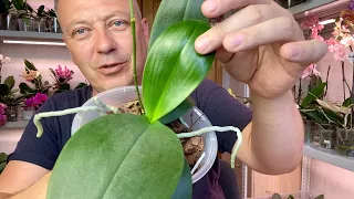 ОРХИДЕИ в СУПЕРГРУНТЕ удешевили пересадку орхидей с ТРИФЕРНОМ