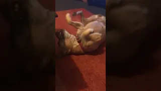 Crazy Dancing Dog