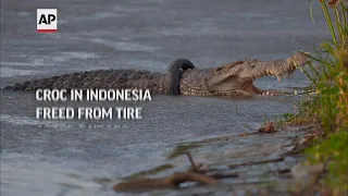 Croc in Indonesia freed from tire after 6 years