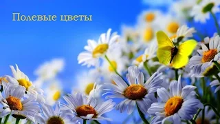 Красивые полевые цветы. Приятная музыка.