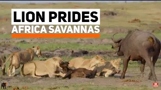 Lions kill Buffalo calf what HAPPENED next...